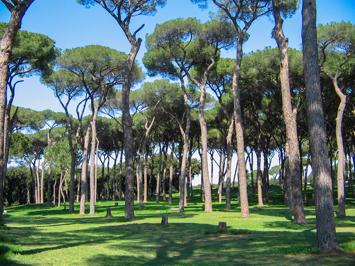 Villa Pamphilj pine trees